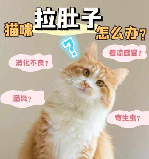 猫腹泻的饮食指南（如何正确喂养患有腹泻的