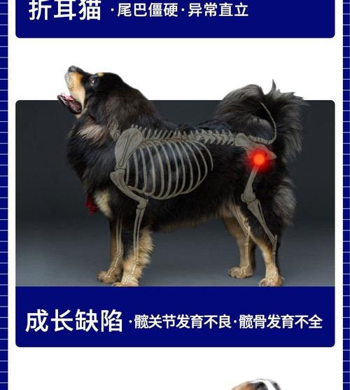 狗脚骨折的快速康复之道(以适宜的食物促进狗狗骨折的愈合)(图1) 狗脚骨折的快速康复之道(以适宜的食物促进狗狗骨折的愈合)(图1)
