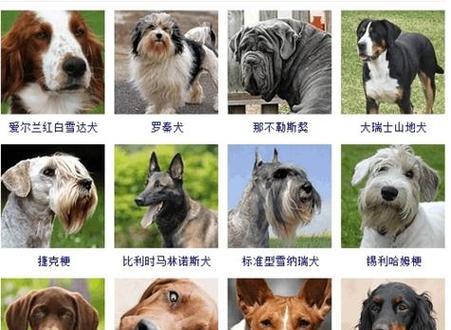 宠物狗养殖的饲养要点(科学饲养让宠物狗健康快乐)(图1) 宠物狗养殖的饲养要点(科学饲养让宠物狗健康快乐)(图1)