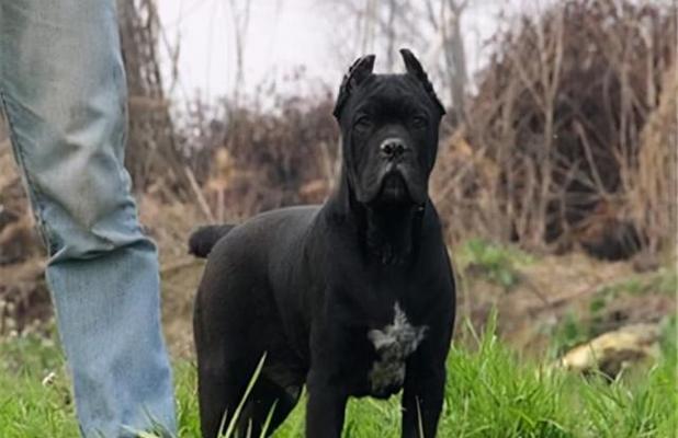 以养卡斯罗还可以养什么犬?(探索适合与卡斯罗相处的其他犬种)(图1) 以养卡斯罗还可以养什么犬?(探索适合与卡斯罗相处的其他犬种)(图1)