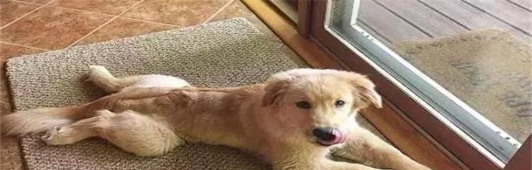狗狗窝尿频现象及相关症状（狗狗频繁在窝内