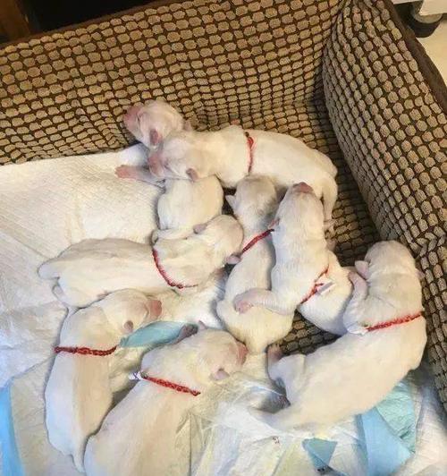 狗狗窝尿频现象及相关症状(狗狗频繁在窝内大小便可能意味着什么?)(图2) 狗狗窝尿频现象及相关症状(狗狗频繁在窝内大小便可能意味着什么?)(图2)