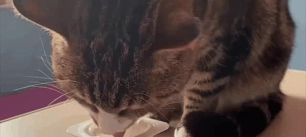 小猫的饮食偏好(揭秘小猫最爱吃的食物及营养需求)(图2) 小猫的饮食偏好(揭秘小猫最爱吃的食物及营养需求)(图2)