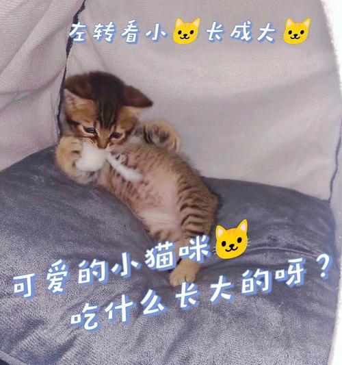 小猫的饮食偏好（揭秘小猫最爱吃的食物及营