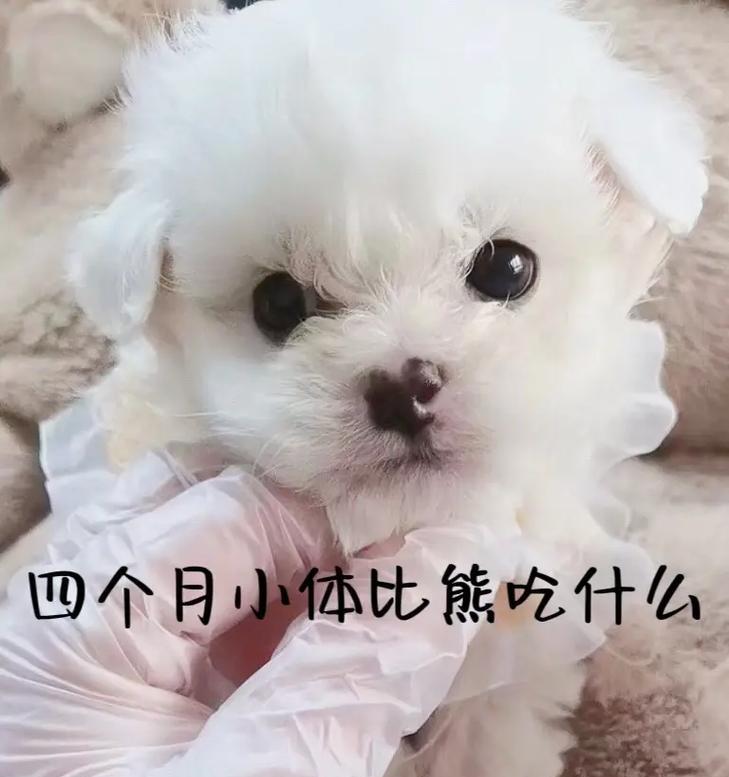 两个月大的比熊的适宜食物及喂养要点(探讨两个月大比熊的饮食习惯、营养需求及健康成长)(图3) 两个月大的比熊的适宜食物及喂养要点(探讨两个月大比熊的饮食习惯、营养需求及健康成长)(图3)