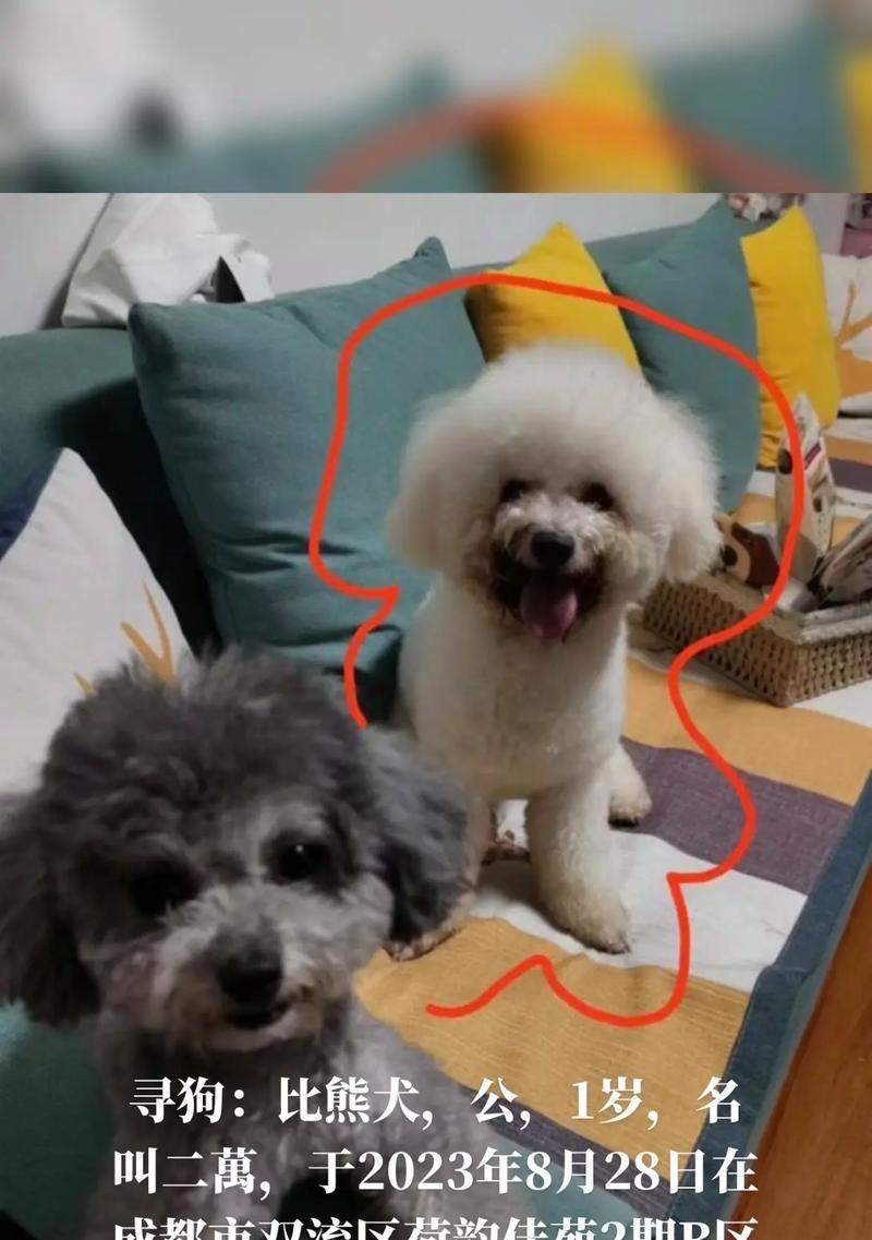 寻找一只好听的以公比熊名字(如何为你的可爱宠物选择一个独特的名字)(图2) 寻找一只好听的以公比熊名字(如何为你的可爱宠物选择一个独特的名字)(图2)