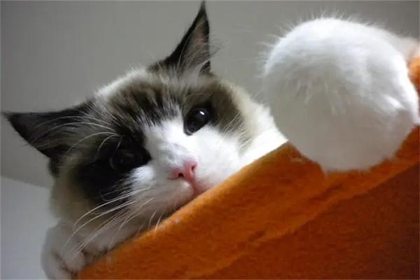 猫咪能感知主人的情绪吗? 猫咪能感知主人的情绪吗?