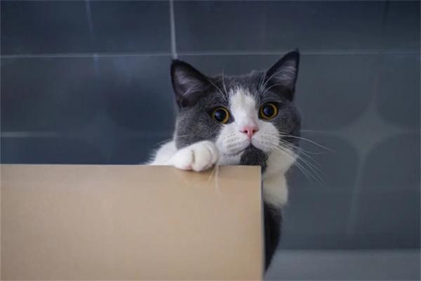 猫咪太凶了怎么驯化? 猫咪太凶了怎么驯化?