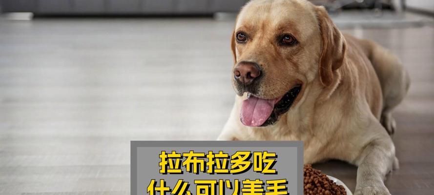 40天拉布拉多的饮食指南(科学搭配食物,让您的拉布拉多健康成长)(图3) 40天拉布拉多的饮食指南(科学搭配食物,让您的拉布拉多健康成长)(图3)