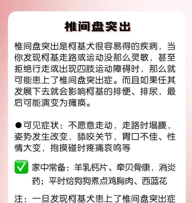 柯基毛为什么会变黄?(探究柯基毛变黄的原因及预防方法)(图3) 柯基毛为什么会变黄?(探究柯基毛变黄的原因及预防方法)(图3)