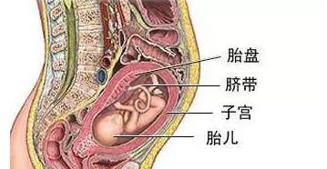 狗的胎盘（探索狗的胎盘结构、功能与重要性）(图1)