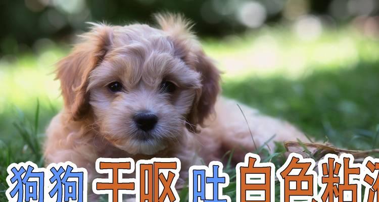 小狗狗为什么会干呕？（了解干呕原因，关爱你的小狗狗健康）(图3)