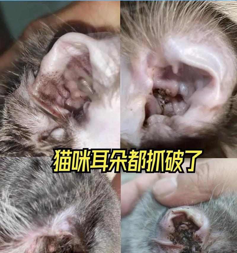 小猫为什么会有耳螨？（探寻小猫耳螨的成因及防治方法）(图2)