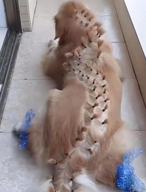 狗狗爬着走,探索生命的奇迹(狗狗爬着走,与坚持和勇气同行)(图2) 狗狗爬着走,探索生命的奇迹(狗狗爬着走,与坚持和勇气同行)(图2)