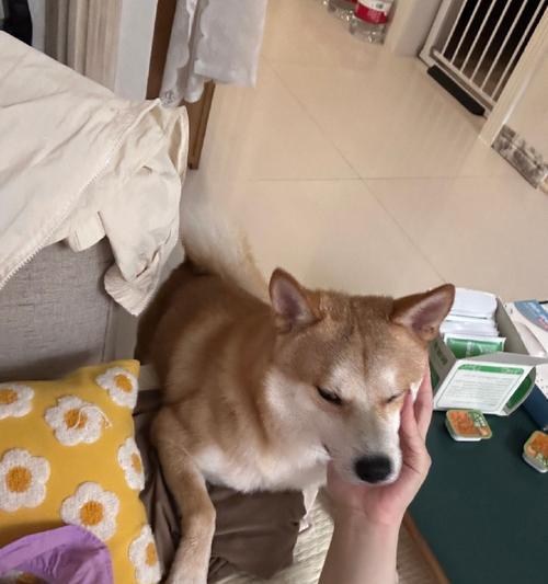 狗狗爬着走,探索生命的奇迹(狗狗爬着走,与坚持和勇气同行)(图1) 狗狗爬着走,探索生命的奇迹(狗狗爬着走,与坚持和勇气同行)(图1)