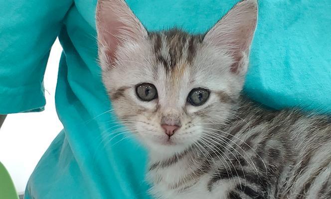 小猫逃离的冒险(追寻自由的小猫之旅)(图2) 小猫逃离的冒险(追寻自由的小猫之旅)(图2)