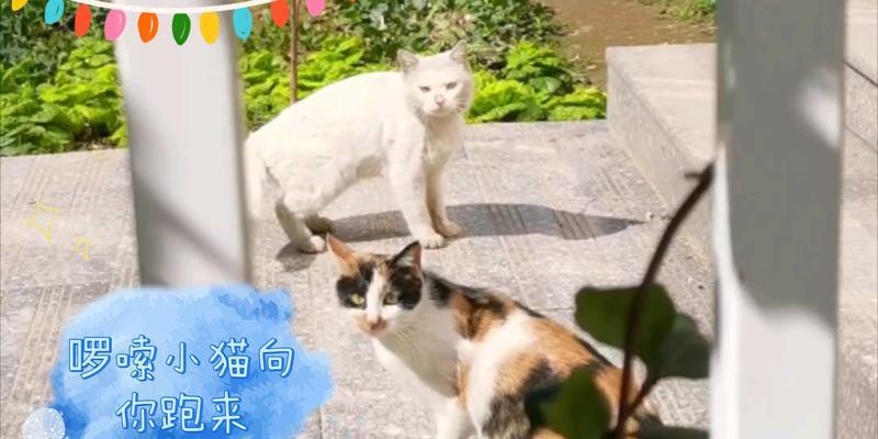 小猫逃离的冒险(追寻自由的小猫之旅)(图3) 小猫逃离的冒险(追寻自由的小猫之旅)(图3)