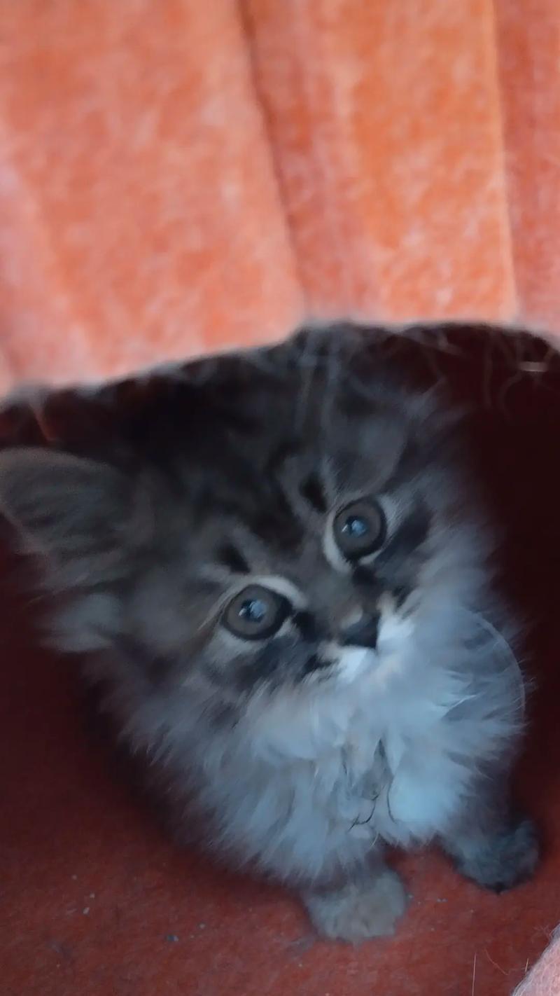 小猫逃离的冒险(追寻自由的小猫之旅)(图1) 小猫逃离的冒险(追寻自由的小猫之旅)(图1)