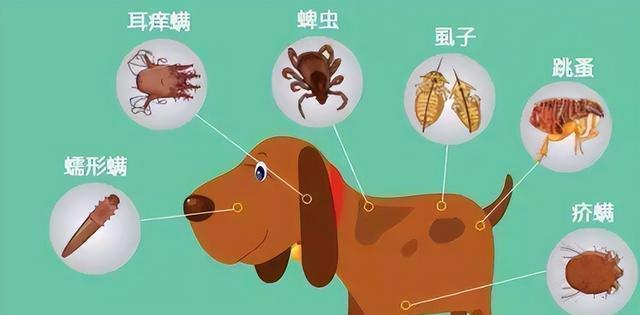 小狗驱虫的最佳时间选择(宠物养护必备,健康从小开始)(图3) 小狗驱虫的最佳时间选择(宠物养护必备,健康从小开始)(图3)