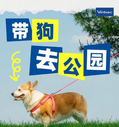 小狗驱虫的最佳时间选择(宠物养护必备,健康从小开始)(图1) 小狗驱虫的最佳时间选择(宠物养护必备,健康从小开始)(图1)