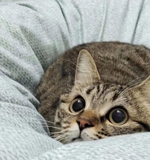 猫咪眼睛发亮的奥秘(揭开猫咪眼睛发亮的科学原理)(图1) 猫咪眼睛发亮的奥秘(揭开猫咪眼睛发亮的科学原理)(图1)