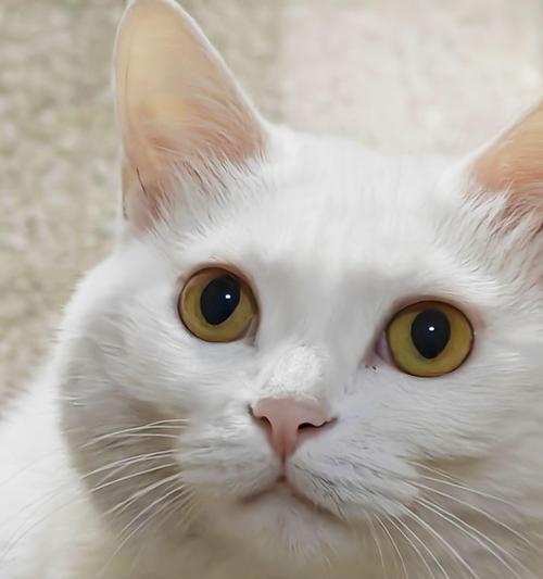猫咪眼睛发亮的奥秘(揭开猫咪眼睛发亮的科学原理)(图2) 猫咪眼睛发亮的奥秘(揭开猫咪眼睛发亮的科学原理)(图2)