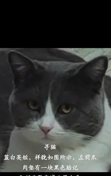 霸气十足!公猫起什么名字最好?(为你的公猫选择一个与众不同的名字,展现它的霸气个性!)(图2) 霸气十足!公猫起什么名字最好?(为你的公猫选择一个与众不同的名字,展现它的霸气个性!)(图2)