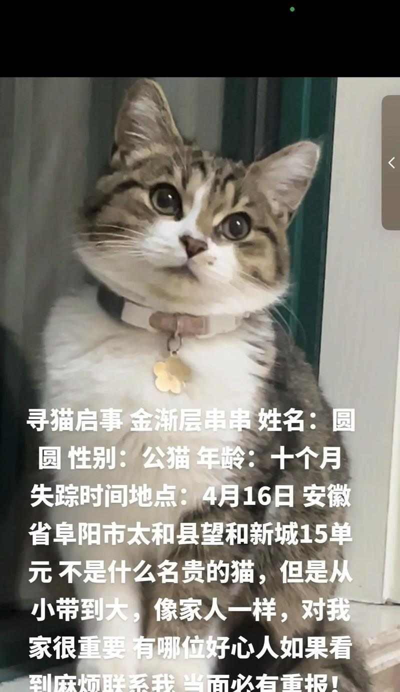 霸气十足!公猫起什么名字最好?(为你的公猫选择一个与众不同的名字,展现它的霸气个性!)(图4) 霸气十足!公猫起什么名字最好?(为你的公猫选择一个与众不同的名字,展现它的霸气个性!)(图4)