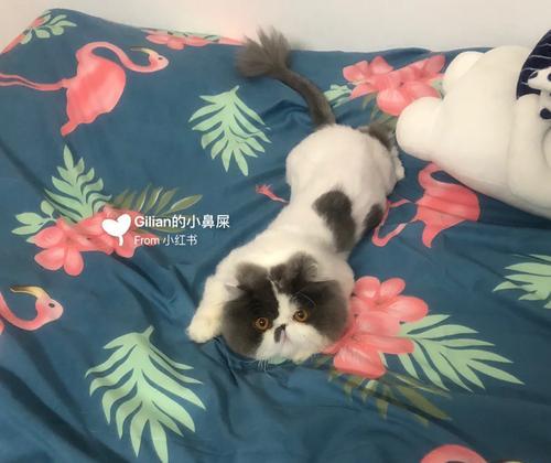 以猫吃牛肉补充什么?(猫的肉食补充需求及牛肉的益处)(图2) 以猫吃牛肉补充什么?(猫的肉食补充需求及牛肉的益处)(图2)