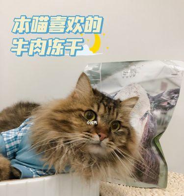 以猫吃牛肉补充什么？（猫的肉食补充需求及
