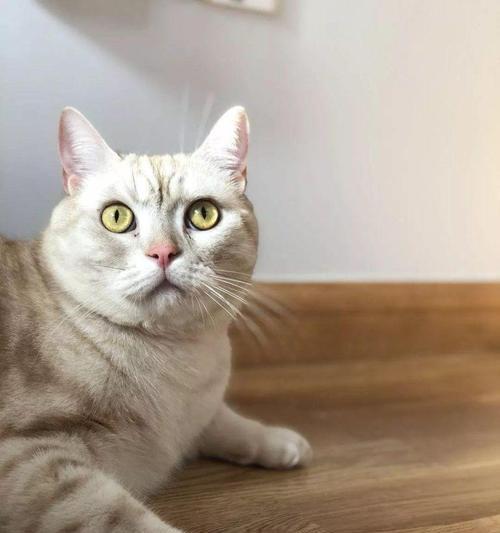 猫咪眼睛发亮的奥秘(揭开猫咪眼睛发亮的科学原理)(图4) 猫咪眼睛发亮的奥秘(揭开猫咪眼睛发亮的科学原理)(图4)