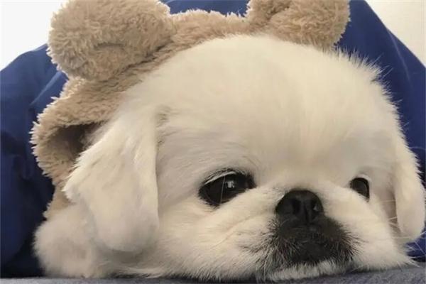 狗狗被冻到站不起来了怎么办? 狗狗被冻到站不起来了怎么办?
