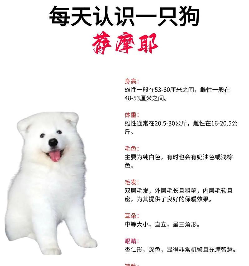 了解萨摩耶犬种标准的重要性（探索以萨摩耶