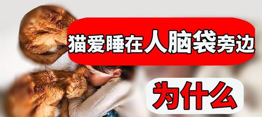 为什么养猫要养10年?(探索长期养猫的好处及责任)(图2) 为什么养猫要养10年?(探索长期养猫的好处及责任)(图2)