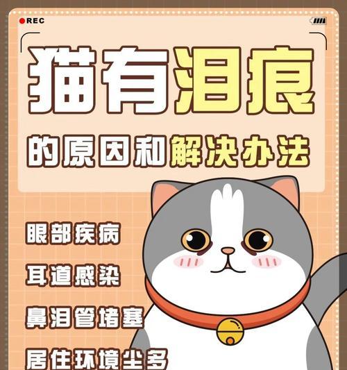 为什么养猫要养10年?(探索长期养猫的好处及责任)(图3) 为什么养猫要养10年?(探索长期养猫的好处及责任)(图3)