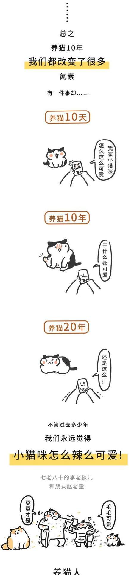 为什么养猫要养10年？（探索长期养猫的好