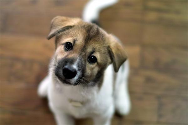 狗狗被其他狗狗咬出血了怎么办? 狗狗被其他狗狗咬出血了怎么办?