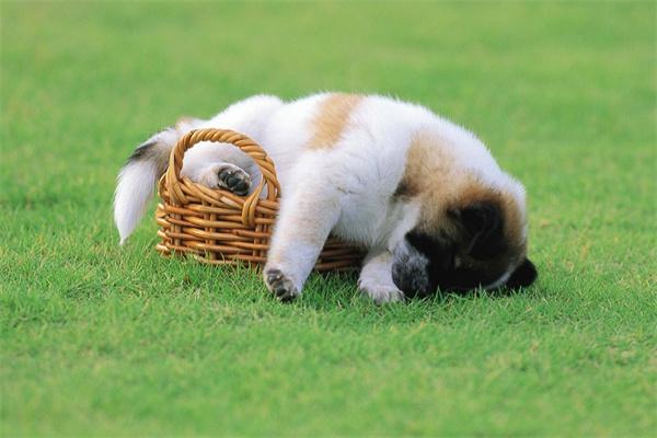 狗狗感染眼线虫怎么办？